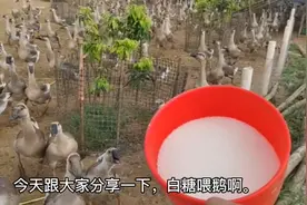 白糖，喂鹅，又简单，鹅长得又胖，出栏达标，卖出价又好，够重称视频封面