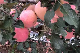 陕西苹果遭遇寒冬，大量水果被滞留在树上，客商订货更是寥寥无几视频封面