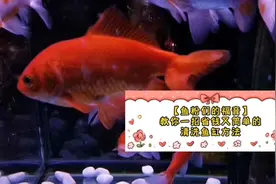 金鱼缸玻璃壁上的污垢苔藓有伤大雅一个简单的清洗妙招送给鱼粉们视频封面