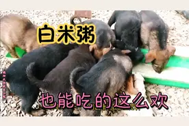 简单食料也饱吃猛涨，这就是杂交的好处，因为它们是拉布拉多后代视频封面