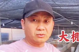 农村小哥在大棚搞养殖，用中草药预防疾病，半年就能赚100万，视频封面