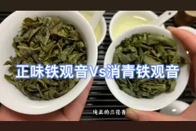 铁观音不够绿，是不是茶叶不好？手把手教您识别正味和消青铁观音视频封面