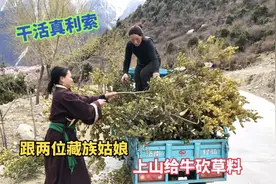 跟两位藏族姑娘一起上山给牛采草料，藏族姑娘干活真利索灵活视频封面