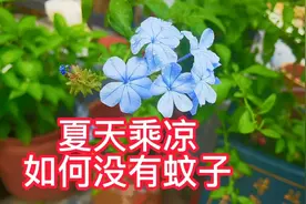 夏天在院里聊天乘凉，无奈蚊虫多怎么办？我家小院为什么没有蚊子视频封面