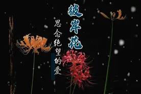 彼岸花花语“思念无尽也绝望的爱，爱之深责之切”视频封面