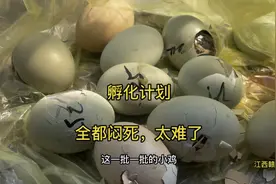 太难了，这一批小鸡基本闷死在蛋里，具体是什么原因呢？视频封面