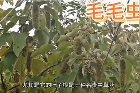 湖南发现了一种植物结出来的果子像毛毛虫，来看看是什么东西？视频封面