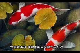 选对鱼缸摆放位，财源滚滚运势佳视频封面