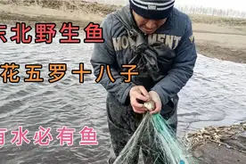 东北野生名鱼，三花五罗十八子，只要有水必有鱼，就是这么豪横视频封面