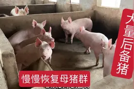 去年猪场过度淘汰母猪，导致现在没有母猪生产，要慢慢恢复母猪群视频封面