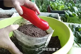 辣椒育苗，用鲜辣椒的种子育苗，这方法种子出芽快成活率高苗子壮视频封面