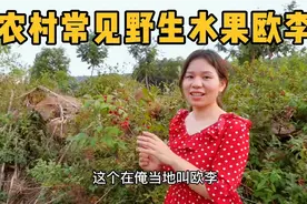农村常见野果欧李，外形酷似樱桃，酸酸甜甜的你们吃过吗？视频封面