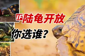 如果陆龟开放了，你会选择哪种呢？视频封面