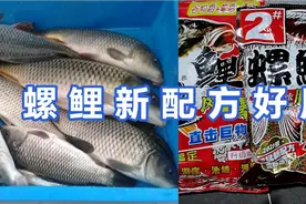 螺鲤新配方饵料真的太好用了，针对大个体鲤鱼，狂拉停不下来。视频封面