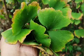 农村这种植物被称为“鸡眼克星”，可采摘回家捣碎外用，效果很好