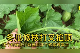 冬瓜种植想要高产，请注意几大步骤，一棵苗能结比别人多十几个瓜视频封面