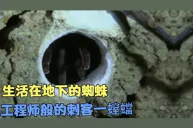 螲蟷生活地下的蜘蛛，吐丝只是用来加固洞口，隐蔽袭杀是捕食手段