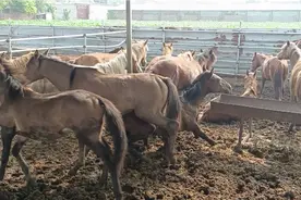 运输途中不知经历了什么？两匹马瘦的皮包骨，不能站立、真可怜啊视频封面