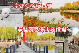 湖景亲子园周末遛娃赏秋景，小岛撸猫环湖露营健步走，海淀稻香湖视频封面