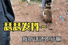 只听女主人话的马犬你见过吗？把我们逗笑了