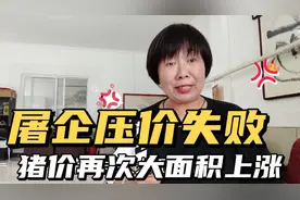 屠企压价失败猪价再次大面积上涨  ，新一轮的反弹上涨开始了