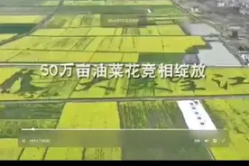 安徽安庆大美望江：枝头春正俏  四野铺黄金50万亩油菜花竞相开视频封面