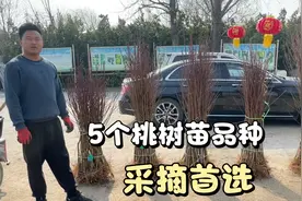 5个桃树苗新品种，覆盖5到11月份，最早的5月，最晚的12月视频封面