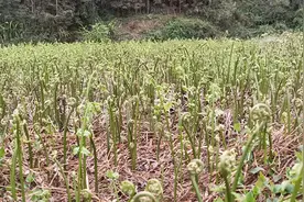 农村田边密密麻麻的野菜，炒腊肉贼好吃，有朋友吃过吗？视频封面