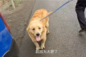 大爷卖76斤的金毛，无奈跑遍整个狗市无人敢要，原因你绝对想不到视频封面