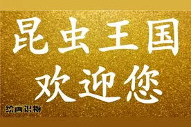 宝宝绘画识物系列：一起发现奇妙的昆虫王国 动物世界儿童绘画视频封面