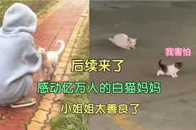 后续来了！感动上亿人的猫妈妈！网友:好人一生平安视频封面