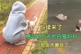 后续来了！感动上亿人的猫妈妈！网友:好人一生平安视频封面