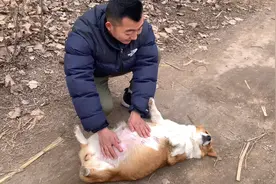 怀孕2个月的狗妈肚子大的像个球，自己翻身都困难，母爱真伟大