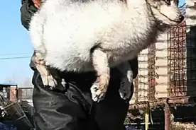 喂清晨狐狸，饮水，狐狸人工采精配种。