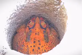 院子里发现一只金色蟾蜍（见者有份，招财进宝，财源滚滚）视频封面