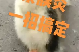 摇头晃脑，水禽浆膜炎的防控，一招搞定视频封面