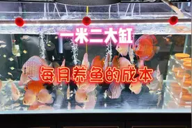 算了一下家里的一米二大缸，每月养七彩神仙鱼的成本，结果吓一跳