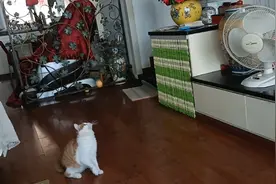 我家猫咪洛丽塔在看电視，看見乒乓球又用前爪玩开了，请看它咋玩视频封面