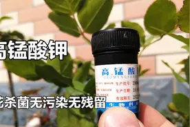 养花用高锰酸钾杀菌，效果眀显超级好用，马上给月季喷一喷吧！视频封面
