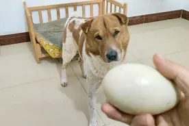 小黄家又添了新成员，可爱的狮头鹅出壳了，孵不出的蛋煮给狗子吃视频封面