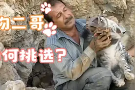 阿拉伯大叔徒手捕捉鬣狗，带回家当宠物（一）！视频封面