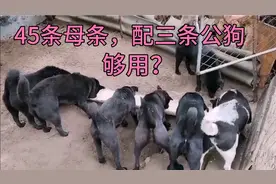 45条母狗，只配三条母狗，公狗够用？一个母狗，一年生两窝视频封面