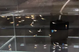 土霉素便宜，药效温和，可以说是万能药能解决孔雀鱼体表大多问题视频封面