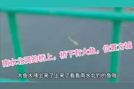 南水北调，水里有大鱼🐟视频封面