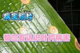 五种君子兰叶片病害的照片附代病害名称，建议收藏视频封面