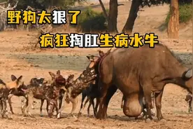 一群野狗疯狂撕咬生病的野牛，真是太残忍了视频封面