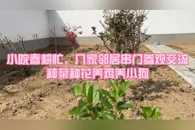 农村院子来养老，邻居都能成为好朋友，还有两套院儿租完就住满喽