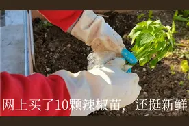 种辣椒苗，埋这3种底肥，结的辣椒吃不完视频封面