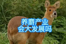 一粒药丸，可以卖到近千元，片仔癀价格暴涨能带动养麝产业吗？视频封面
