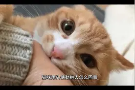 猫咪用头使劲拱人怎么回事？